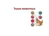 Ткани животных