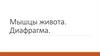 Мышцы живота. Диафрагма