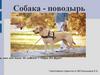 Собака-поводырь. Роль собаки в жизнедеятельности человека