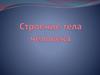 Строение тела
