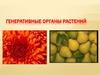 Генеративные органы растений