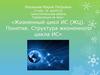 Жизненный цикл ИС (ЖЦ). Понятие. Структура жизненного цикла ИС
