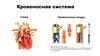 Круги кровообращения и лимфатическая система