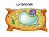 Цитология