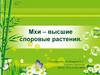 Мхи - высшие споровые растения