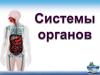 Системы органов