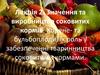 Значення та виробництво соковитих кормів. Корене- та бульбоплоди, їх роль у забезпеченні тваринництва соковитими кормами