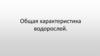 Общая характеристика водорослей