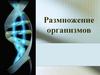 Размножение организмов