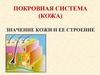 Покровная система (кожа). Значение кожи и её строение