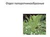 Отдел папоротникообразные