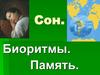 Сон. Биоритмы. Память