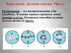 Жизненный цикл. Деление клетки. Митоз