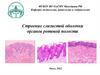 Строение слизистой оболочки органов ротовой полости