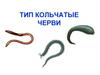 Тип Кольчатые черви