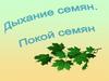 Дыхание семян. Покой семян