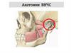 Анатомия ВНЧС