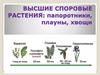 Высшие споровые растения: папоротники, плауны, хвощи