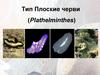 Тип Плоские черви (Plathelminthes)