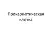 Прокариотическая клетка