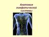 Анатомия лимфатической системы