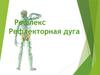 Рефлекс. Рефлекторная дуга
