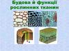 Будова й функції рослинних тканин