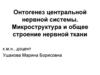 Онтогенез центральной нервной системы. Микроструктура и общее строение нервной ткани