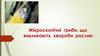 Мікроскопічні гриби, що викликають хвороби рослин