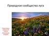 Природное сообщество луга