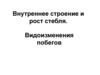Внутреннее строение и рост стебля. Видоизменения побегов
