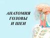 Анатомия шеи и головы