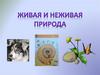 Что общего у живого и неживого?