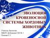 Эволюция кровеносной системы хордовых животных