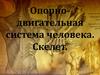 Опорнодвигательная система человека. Скелет