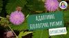 Адаптивні біологічні ритми організмів
