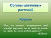 Органы цветковых растений