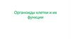 Органоиды клетки и их функции