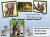 Как живут животные  (1 класс)