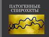 Патогенные спирохеты
