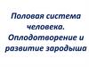 Половая система человека. Оплодотворение и развитие зародыша