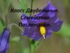 Класс Двудольные. Семейство Пасленовые  (7 класс)