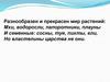 Разнообразен и прекрасен мир растений: мхи, водоросли, папоротники, плауны