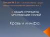 Общий принцип организации ткани. Кровь. Лимфа