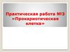 Прокариотическая клетка. Практическая работа №3