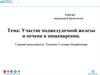Участие поджелудочной железы и печени в пищеварении